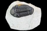 Bargain, Pedinopariops Trilobite - Mrakib, Morocco #110677-1